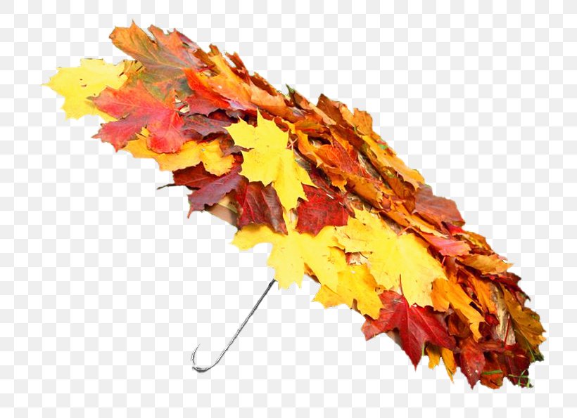 Autumn Clip Art Summer Spring, PNG, 738x595px, Autumn, Autumn Leaves, Daytime, Leaf, Maple Leaf Download Free