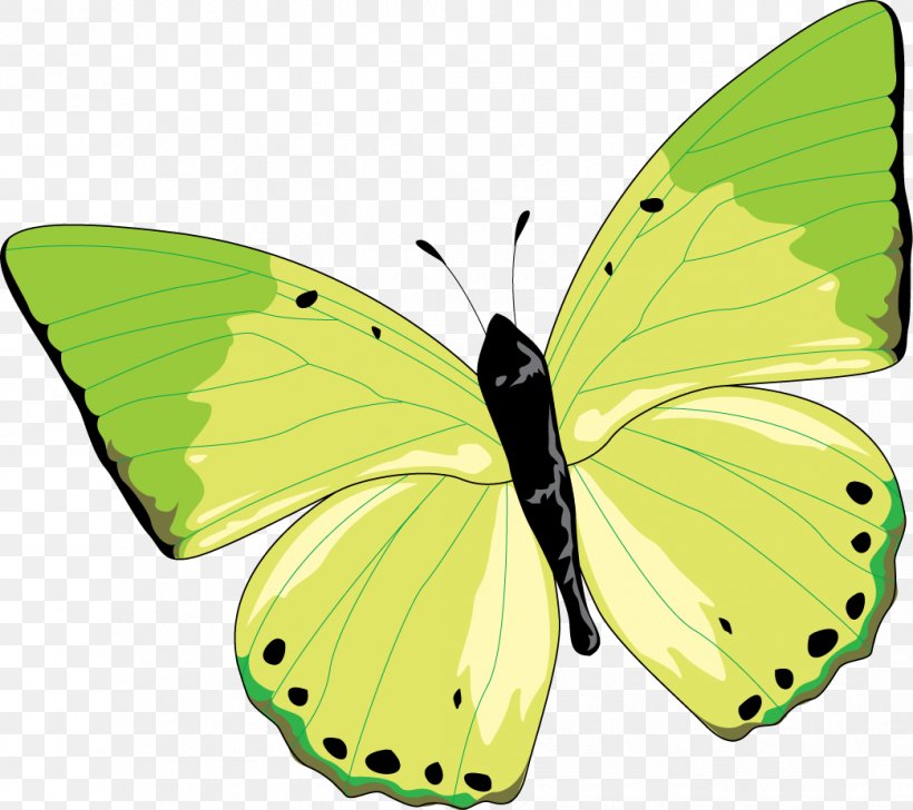 Clouded Yellows Monarch Butterfly Gossamer-winged Butterflies Moth, PNG, 1044x928px, Clouded Yellows, Arthropod, Brush Footed Butterfly, Brushfooted Butterflies, Bullion Download Free