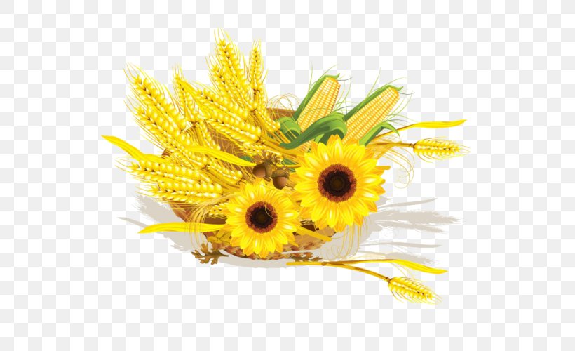 Common Sunflower Wheat Maize Cereal Corn On The Cob, PNG, 600x500px, Common Sunflower, Cereal, Cereal Germ, Corn On The Cob, Cut Flowers Download Free