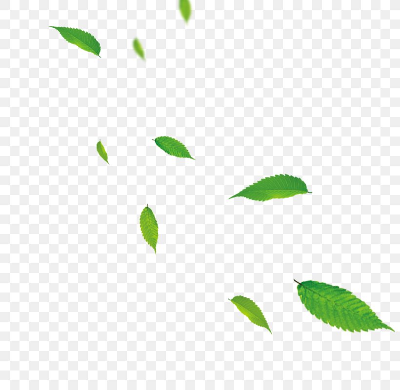 Leaf Green Download, PNG, 800x800px, Leaf, Branch, Client, Computer Software, Green Download Free