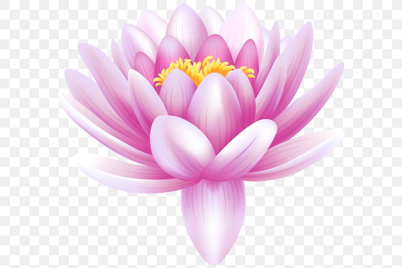 Water Lily Lilium Flower Nelumbo Nucifera Clip Art, PNG, 600x546px, Water Lily, Aquatic Plant, Arumlily, Blossom, Close Up Download Free