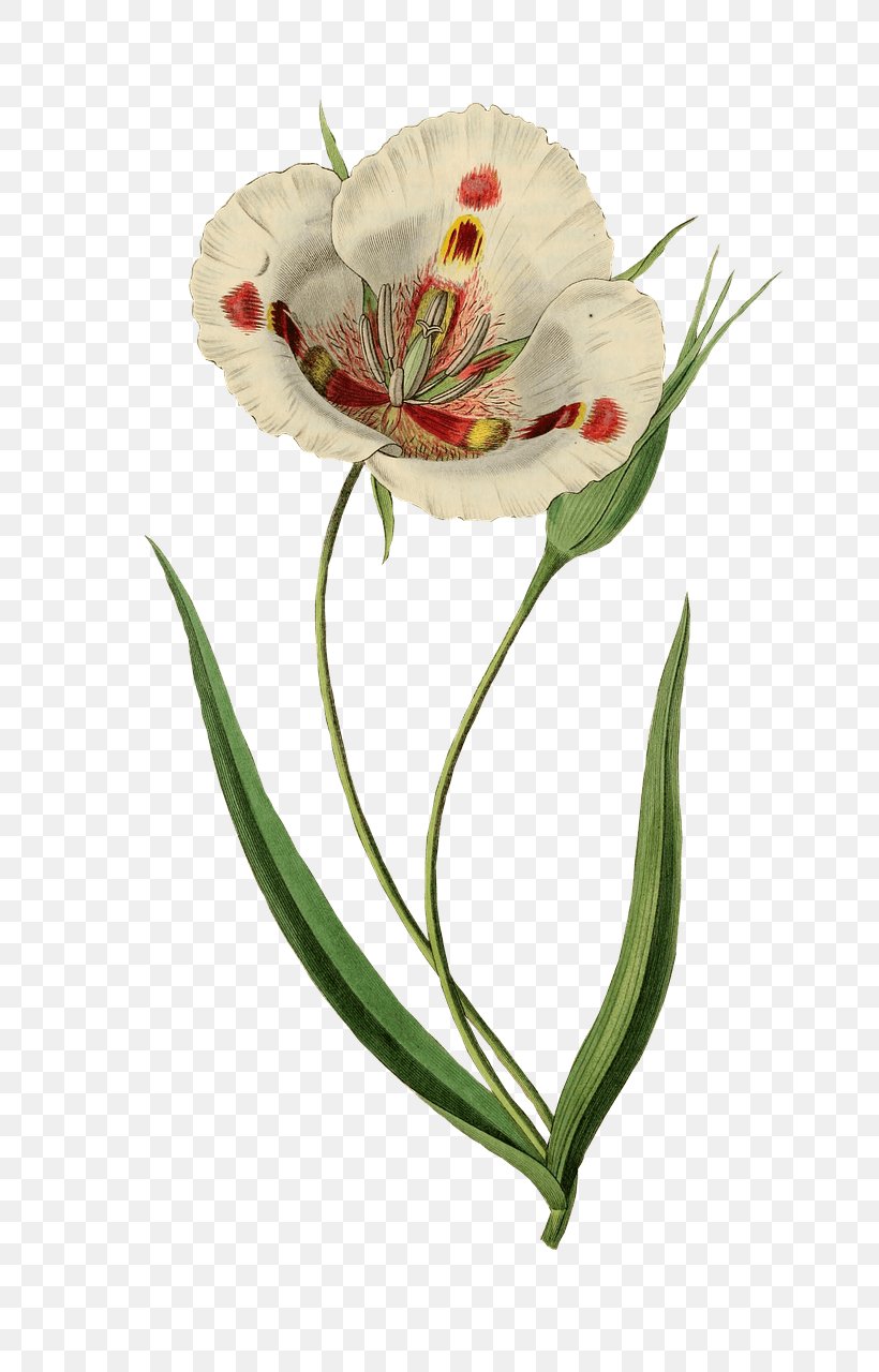 Watercolor Painting Art La Azucena Milagrosa Butterfly Mariposa Lily, PNG, 770x1280px, Painting, Alstroemeriaceae, Art, Botanical Illustration, Botany Download Free