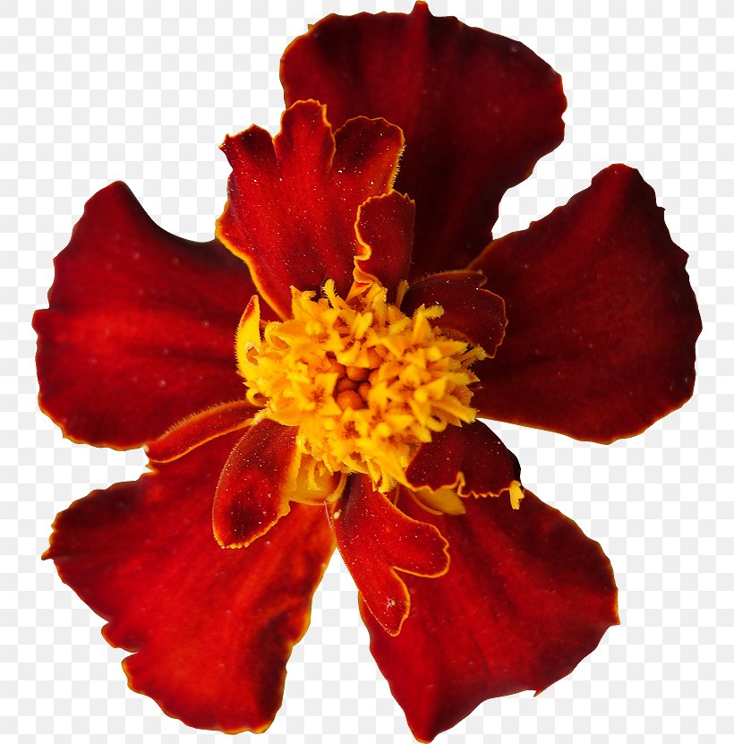 Flower Petal Royalty-free Marigold, PNG, 750x831px, Flower, Clipping Path, Cut Flowers, Daylily, Description Download Free