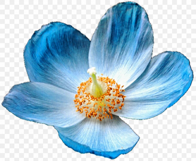 Himalayas Meconopsis Betonicifolia Papaver Nudicaule Flower Poppy, PNG, 986x810px, Himalayas, Anemone, Blue, Drawing, Floral Emblem Download Free