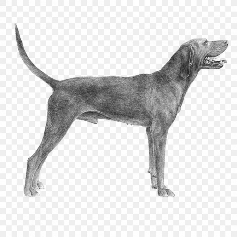 Plott Hound Redbone Coonhound English Foxhound Harrier American Foxhound, PNG, 1008x1008px, Plott Hound, American Foxhound, American Kennel Club, Black And Tan Coonhound, Braque Du Bourbonnais Download Free