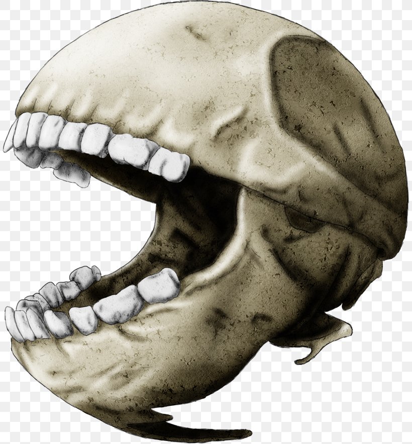 Snout Skeleton Jaw Skull Mouth, PNG, 809x884px, Snout, Bone, Head, Jaw, Mouth Download Free