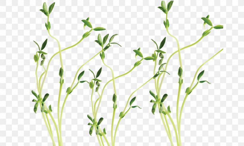 Snow Pea Sprouting Stock Photography Royalty-free, PNG, 2000x1202px, Snow Pea, Branch, Commodity, Flora, Germination Download Free