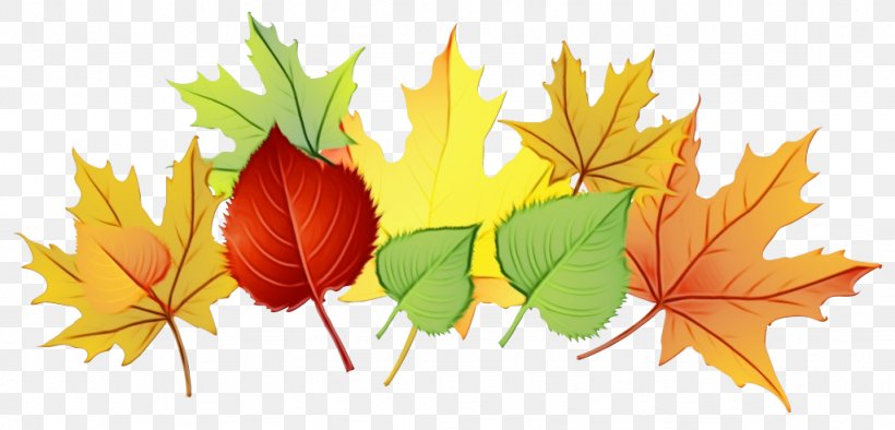 Watercolor Flower Background, PNG, 1024x493px, Watercolor, Autumn, Autumn Leaf Color, Black Maple, Branch Download Free