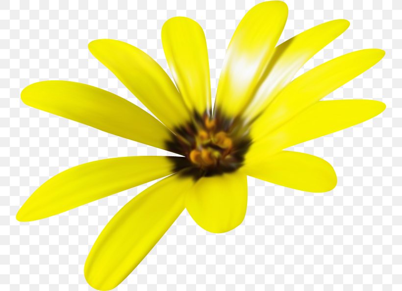 Yellow Honey Bee Flower Orange, PNG, 756x594px, Yellow, Animation, Bee, Chocolate Daisy, Close Up Download Free