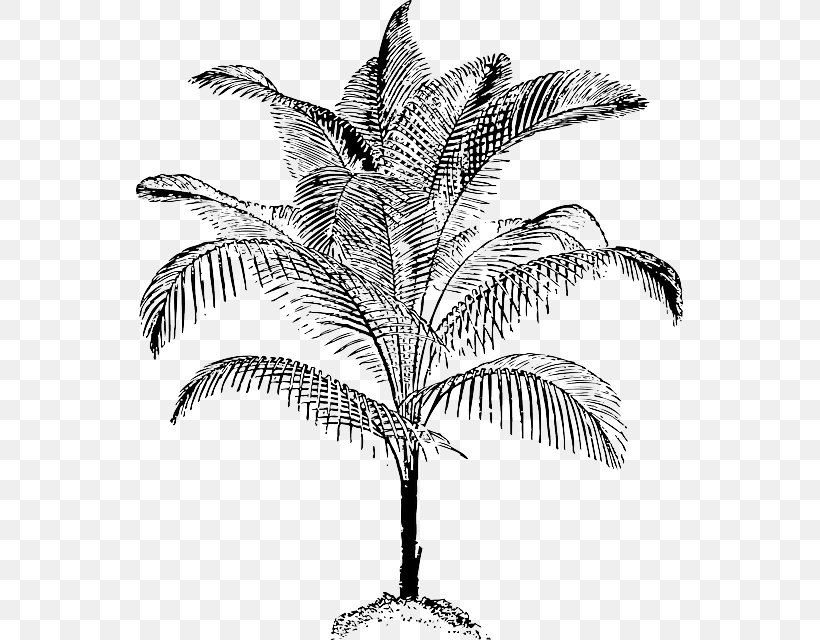 Arecaceae Coconut Clip Art, PNG, 547x640px, Arecaceae, Arecales, Asian Palmyra Palm, Black And White, Branch Download Free