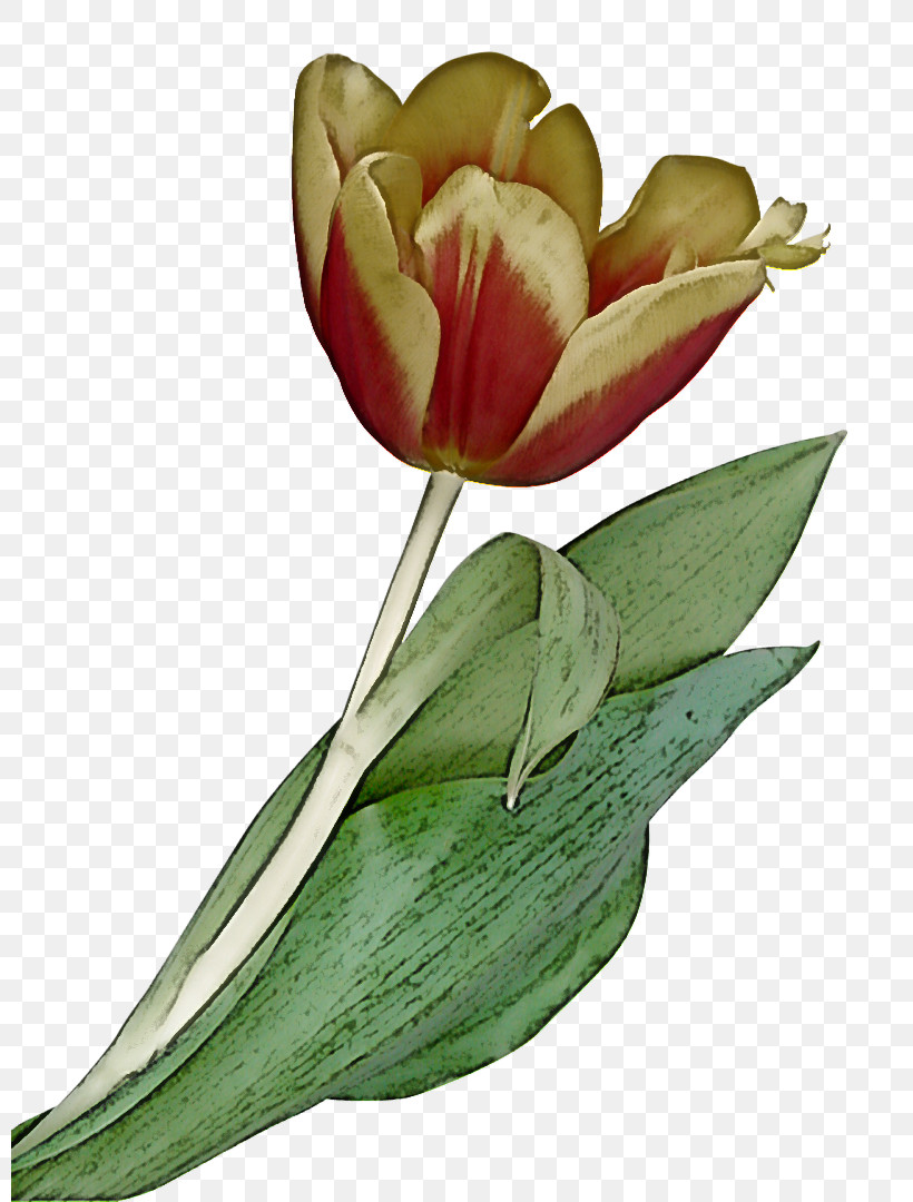 Flower Plant Tulip Petal Leaf, PNG, 800x1080px, Flower, Anthurium, Bud, Cut Flowers, Leaf Download Free