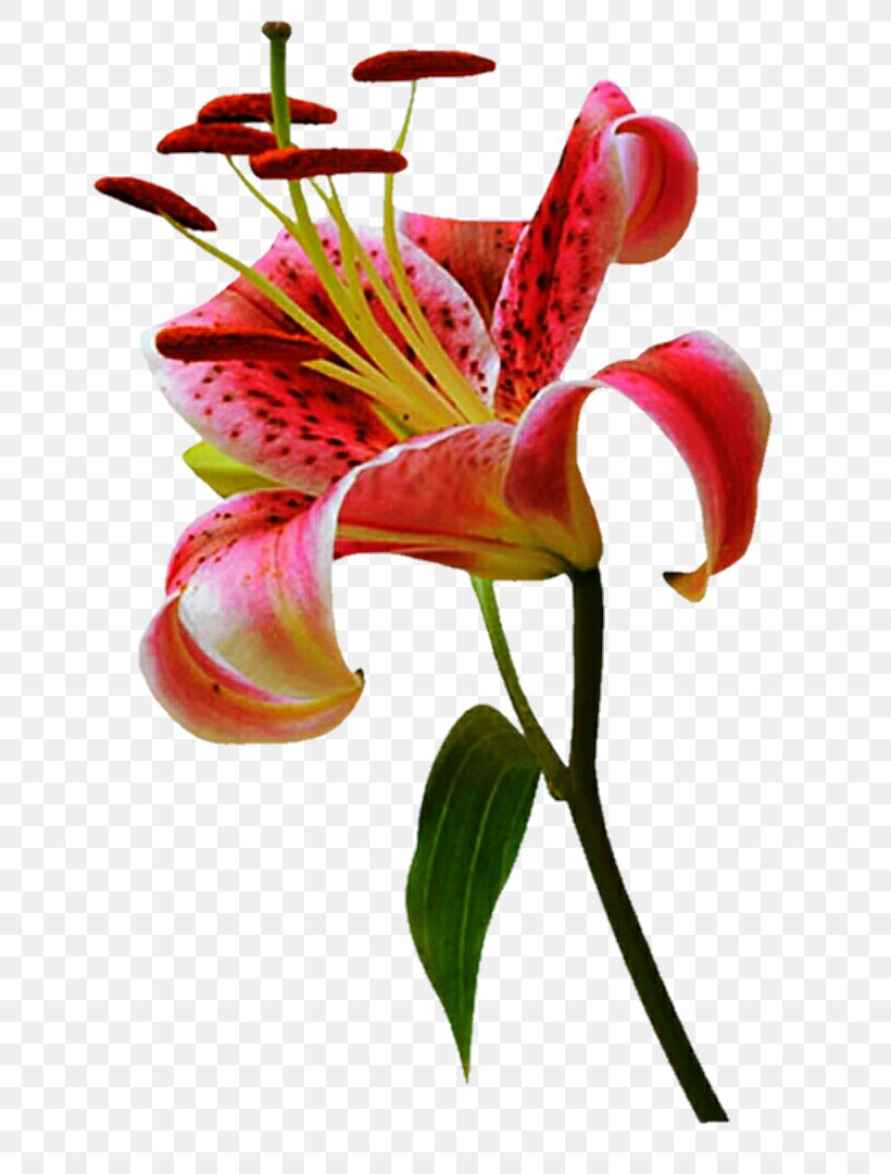 Orange Lily Lily 'Stargazer' Flower Plant Stem Tiger Lily, PNG, 720x1080px, Orange Lily, Anthurium, Botany, Bud, Cut Flowers Download Free