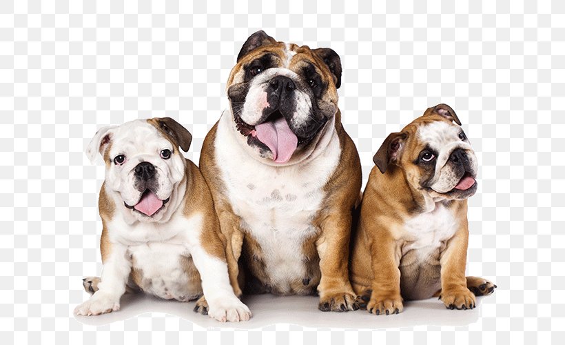 French Bulldog English Mastiff American Bulldog American Pit Bull Terrier, PNG, 685x500px, Bulldog, American Bulldog, American Pit Bull Terrier, Australian Bulldog, Breed Download Free