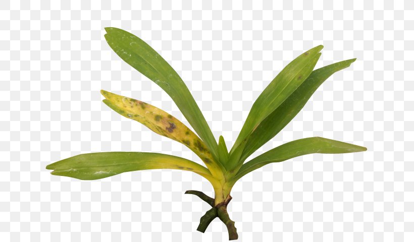 Leaf Singapore Orchid Cattleya Orchids Moth Orchids Boat Orchid, PNG, 640x480px, Leaf, Boat Orchid, Branch, Cattleya Orchids, Cultivar Download Free