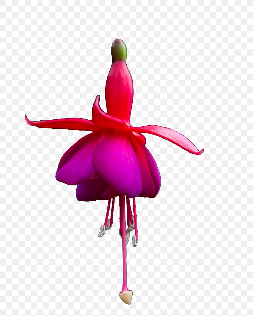 Pink Flower Cartoon, PNG, 696x1024px, Petal, Blue Rose, Collage, Evening Primrose Family, Flower Download Free