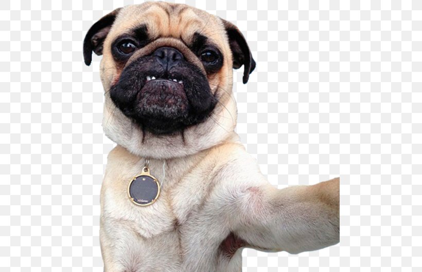 Pug Dog Breed Puppy Companion Dog Toy Dog, PNG, 500x530px, Pug, Animal, Breed, Breed Group Dog, Carnivoran Download Free