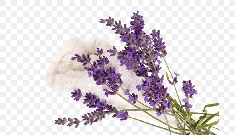 English Lavender Humidifier French Lavender Exfoliation Diffusion, PNG, 709x471px, English Lavender, Atomizer Nozzle, China, Cut Flowers, Diffusion Download Free
