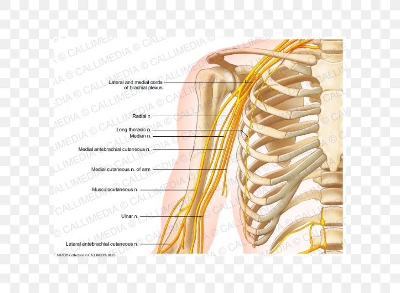 Nervous System Human Skeleton Human Body Nerve Pelvis, PNG, 600x600px, Watercolor, Cartoon, Flower, Frame, Heart Download Free
