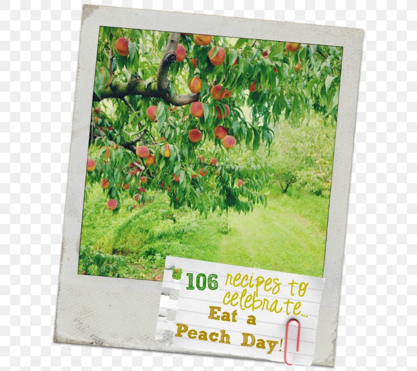 Vipava Valley Peach Orchard Stock Photography Fruit, PNG, 625x729px, Vipava Valley, Alamy, Flora, Fruit, Fruit Tree Download Free