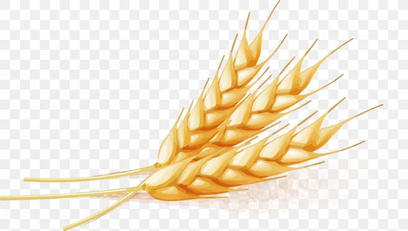 Wheat, PNG, 1820x1030px, Wheat, Autumn, Cereal, Cereal Germ, Commodity Download Free