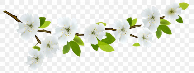 Branch Flower Desktop Wallpaper Clip Art, PNG, 3000x1130px, Branch, Blossom, Cherry Blossom, Flower, Petal Download Free