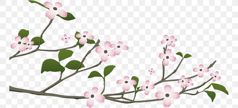 Floral Design Flowering Dogwood Cornelian Cherry Cornus Sanguinea, PNG, 756x372px, Floral Design, Art, Blossom, Botany, Branch Download Free