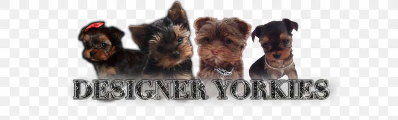 Yorkshire Terrier Puppy American Kennel Club Breed, PNG, 1893x576px, Yorkshire Terrier, American Kennel Club, Animal, Animal Figure, Breed Download Free