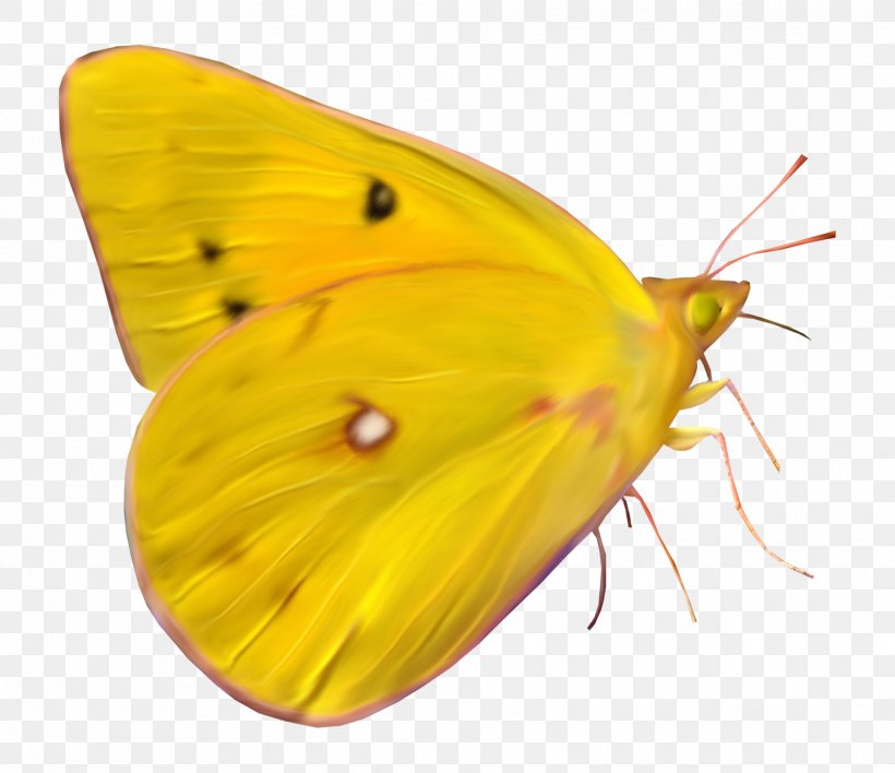 Clouded Yellows Butterfly Brush-footed Butterflies Moth Insect, PNG, 1919x1658px, Clouded Yellows, Arthropod, Brush Footed Butterfly, Brushfooted Butterflies, Butterflies And Moths Download Free