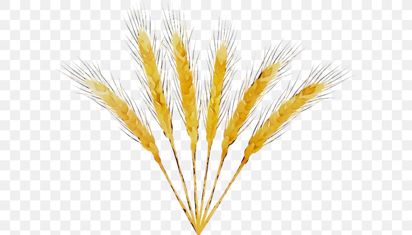 Emmer Grain Barleys, PNG, 600x469px, Emmer, Barleys, Feather, Food Grain, Grain Download Free
