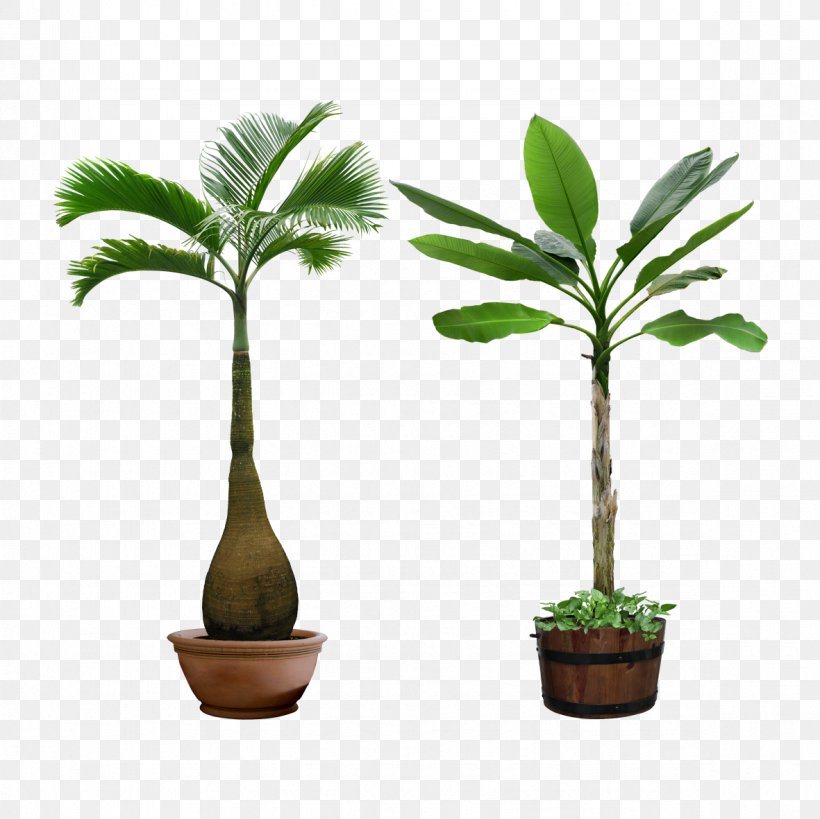 Archontophoenix Purpurea Tree Hyophorbe Lagenicaulis Plant Coconut, PNG, 1181x1181px, Archontophoenix Purpurea, Archontophoenix, Arecaceae, Arecales, Coconut Download Free