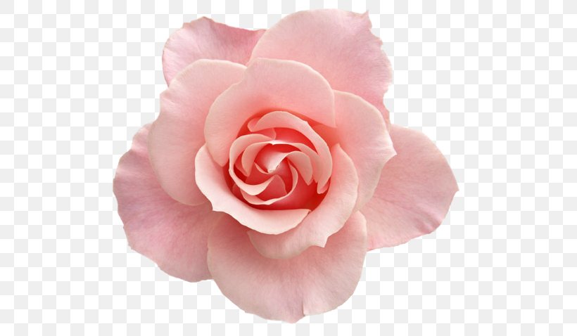 Beach Rose Flower Bouquet Garden Roses Image, PNG, 547x478px, Beach Rose, Camellia, China Rose, Cut Flowers, Floribunda Download Free