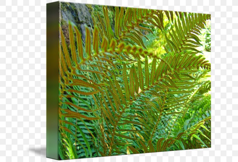 Fern Biome Vegetation Leaf Grasses, PNG, 650x560px, Fern, Biome, Ecosystem, Family, Ferns And Horsetails Download Free