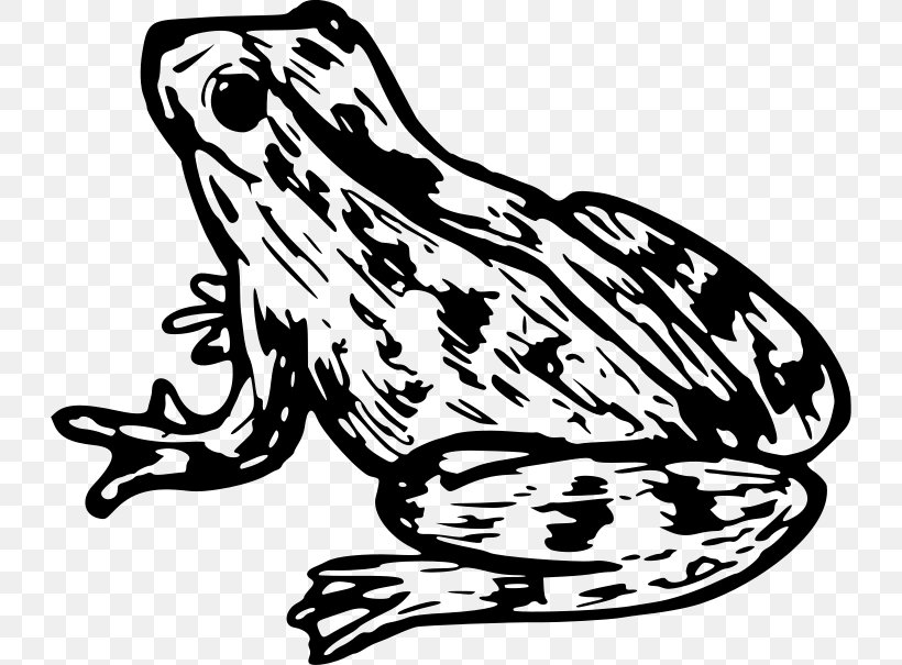 Frog Toad Clip Art Amphibians Drawing, PNG, 728x605px, Frog, Amphibian, Amphibians, Anaxyrus, Blackandwhite Download Free