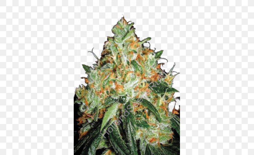 Seed Bank Cannabis Sativa Skunk Orange Bud, PNG, 500x500px, Seed, Autoflowering Cannabis, Bud, Budding, Cannabis Download Free