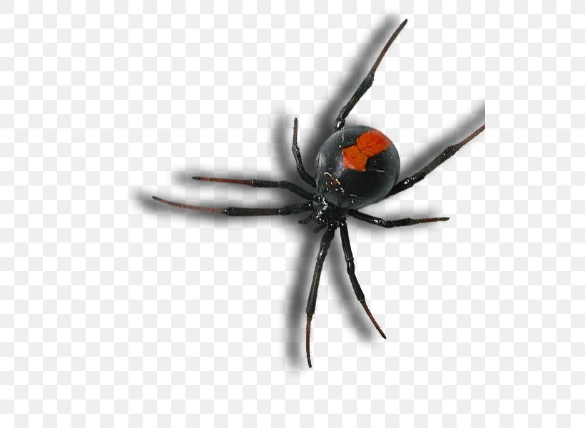 Spider Bite Pest Control Brown Recluse Spider Redback Spider, PNG, 540x600px, Spider, Animal, Arachnid, Arthropod, Black Widow Download Free