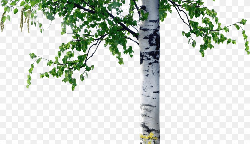 Birch Tree Trunk Coarse Woody Debris, PNG, 1508x870px, Birch, Bark, Birch Family, Branch, Coarse Woody Debris Download Free