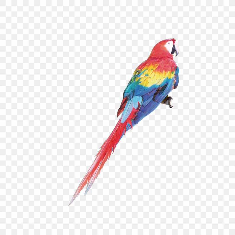 Budgerigar Parrot Macaw Parakeet, PNG, 1500x1500px, Budgerigar, Beak, Bird, Color, Coloring Book Download Free