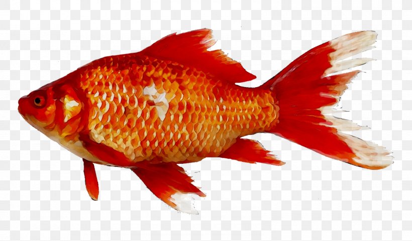 Goldfish Koi Ray-finned Fishes Aquarium, PNG, 1600x940px, Goldfish, Angelfish, Aquarium, Bonyfish, Carp Download Free