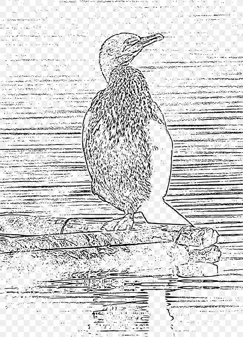 Bird Shading Line Art Drawing, PNG, 1384x1920px, Bird, Art, Beak, Black And White, Charadriiformes Download Free