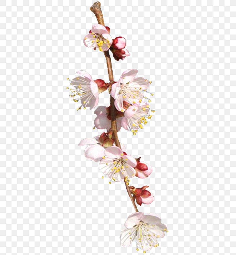 Cut Flowers Floral Design Spring Plant Stem, PNG, 362x887px, Flower, Blossom, Branch, Cherry Blossom, Cut Flowers Download Free