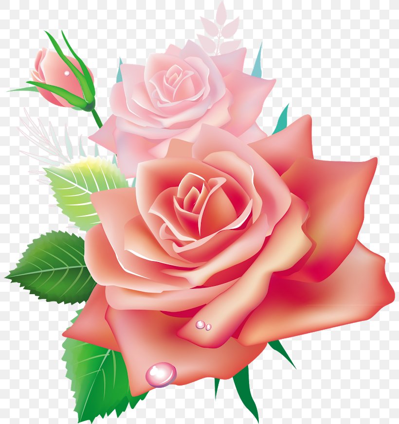 Garden Roses Flower Pink Clip Art, PNG, 804x872px, Rose, China Rose, Cut Flowers, Floral Design, Floribunda Download Free