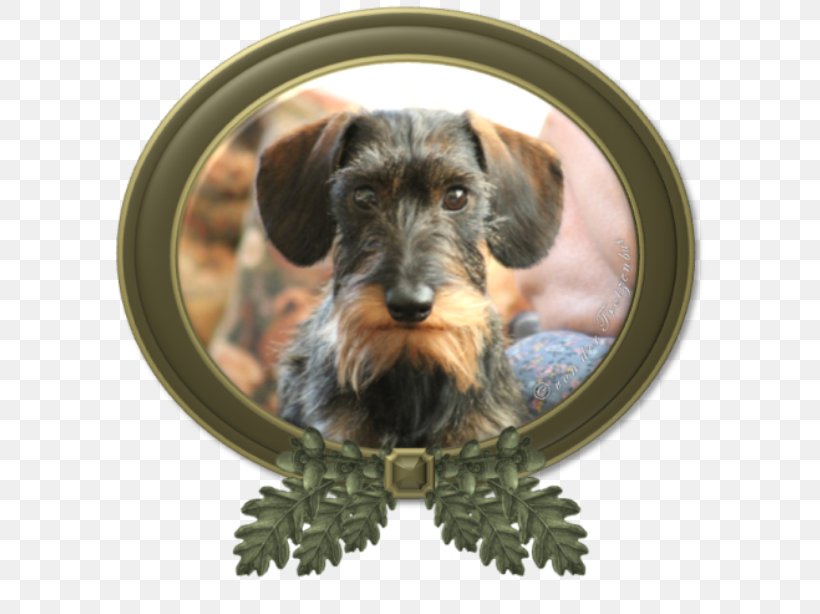 Miniature Schnauzer Dachshund Cesky Terrier Schnoodle Puppy, PNG, 600x614px, Miniature Schnauzer, Bread Pan, Breed, Carnivoran, Cesky Terrier Download Free