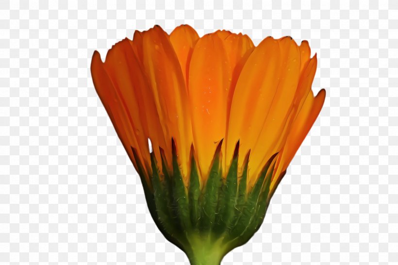 Blossom Background, PNG, 2448x1632px, Marigold, Barberton Daisy, Bloom, Blossom, Calendula Download Free