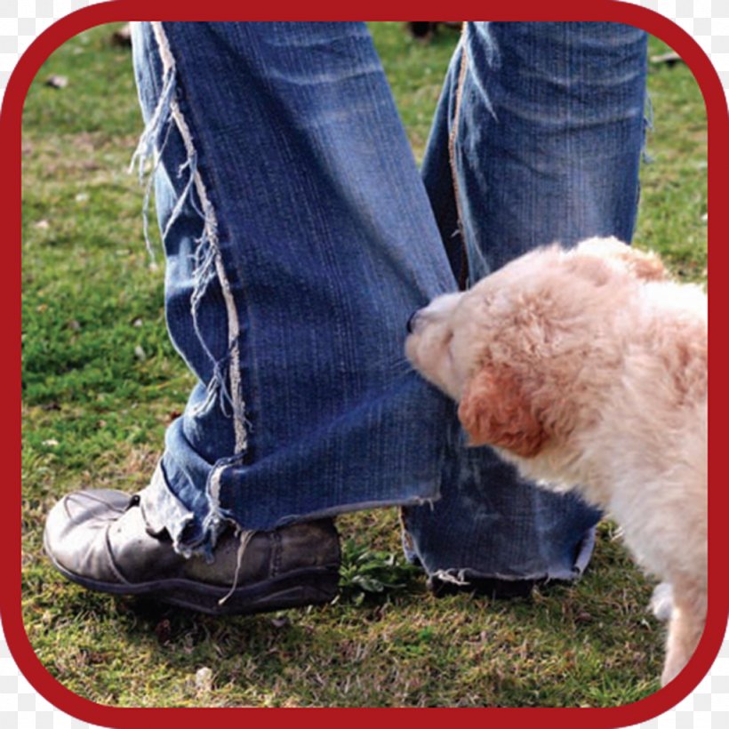 Dog Shoe Snout Google Play, PNG, 1024x1024px, Dog, Dog Like Mammal, Google Play, Grass, Mammal Download Free