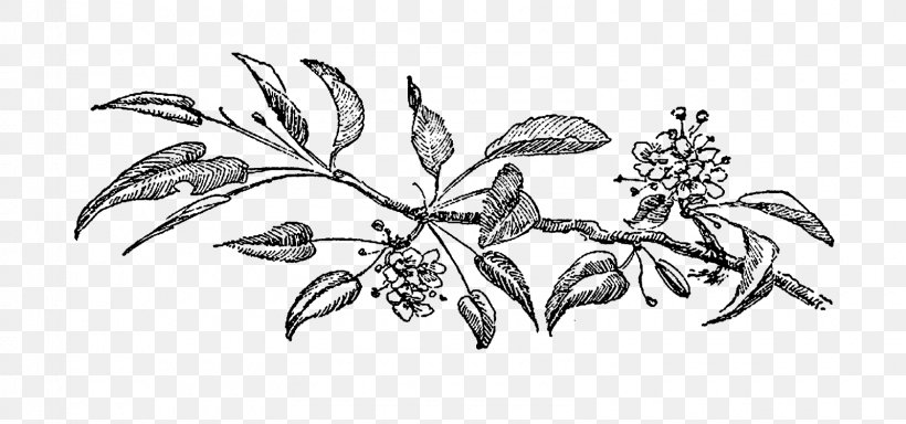 Drawing Visual Arts Flower, PNG, 1600x750px, Drawing, Art, Arts, Artwork, Black And White Download Free