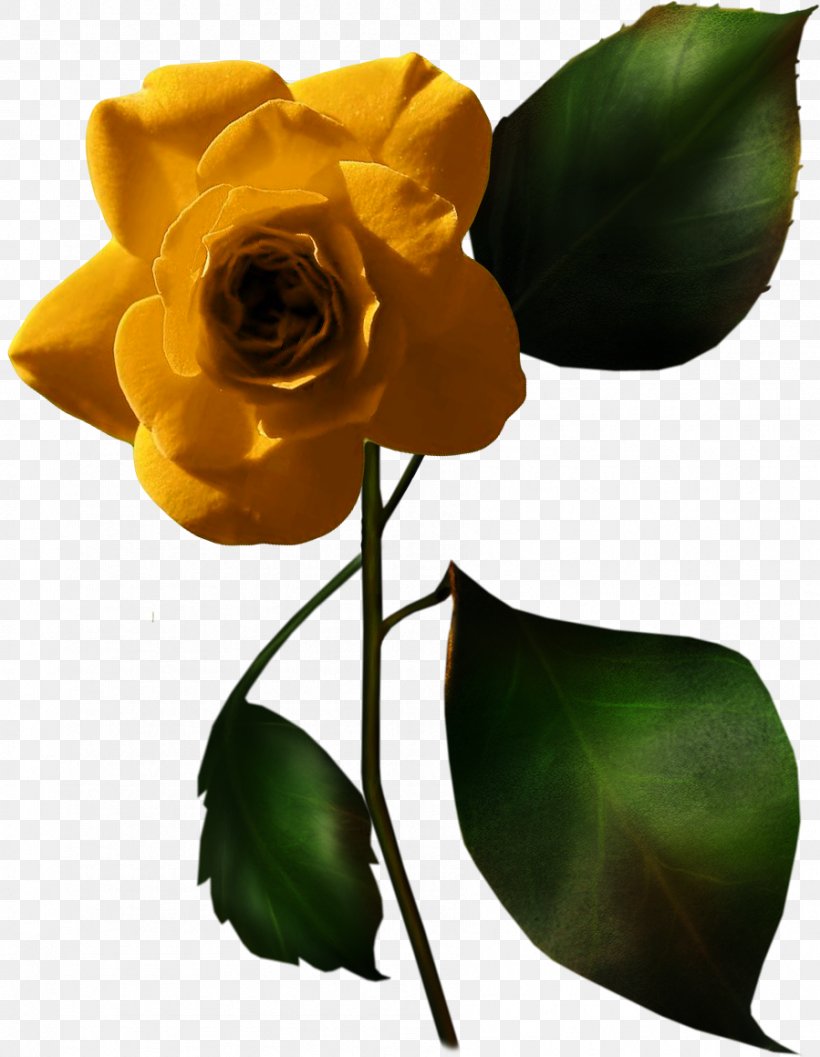 Garden Roses White Rose Of York Love, PNG, 899x1159px, Garden Roses, Bud, Cut Flowers, Flower, Flowering Plant Download Free