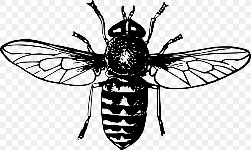 Queen Bee Drawing Honey Bee Clip Art, PNG, 2400x1441px, Bee, Animal, Art, Arthropod, Beehive Download Free