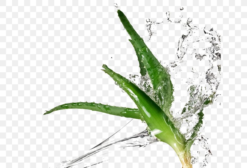 Aloe Vera Enhanced Water Succulent Plant Extract, PNG, 647x558px, Aloe Vera, Aloe, Color, Concentrate, Drink Download Free