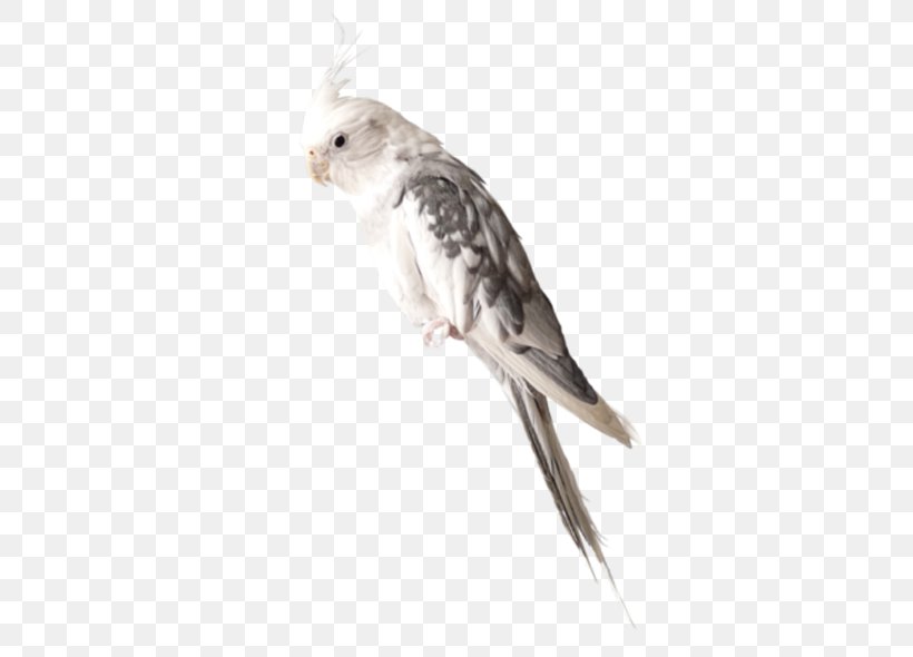 Bird, PNG, 600x590px, Bird, Animation, Beak, Blog, Cockatiel Download Free