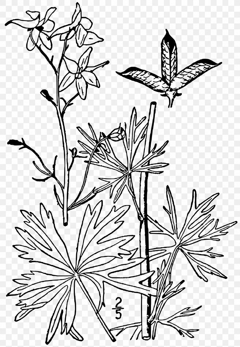 Dwarf Larkspur Drawing Plant Delphinium Exaltatum, PNG, 1731x2500px, Larkspur, Black And White, Branch, Coloring Book, Drawing Download Free